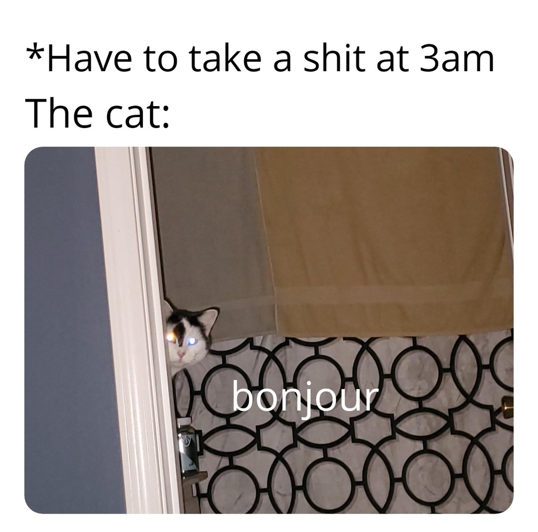 Cat must observe - meme