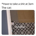 Cat must observe