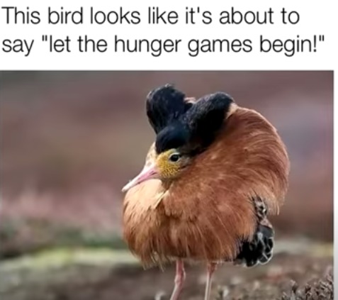 Fancy bird - meme