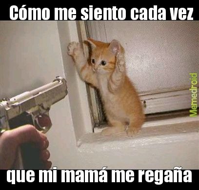 I chi e - meme
