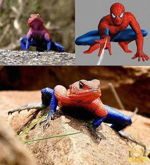 Grenouille spiderman - meme