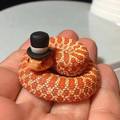 sir snake