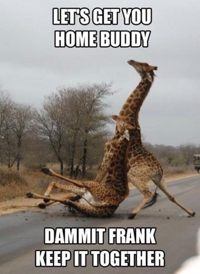 Let's get you home, Frank, you're drunk - meme