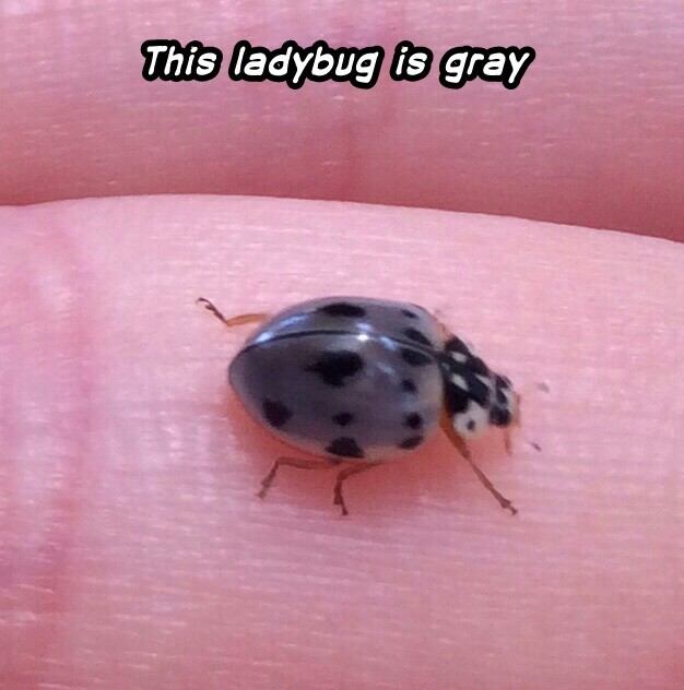Ladybug - meme