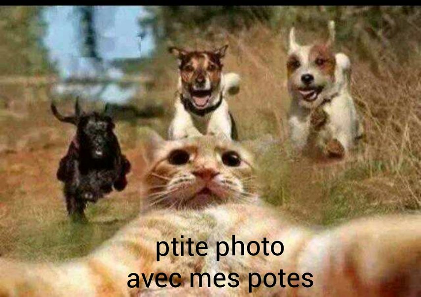 selfie de chat - meme