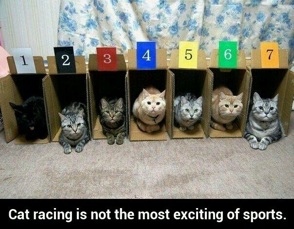 Cat racing - meme