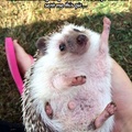 An even more enthusiastic hedgehog