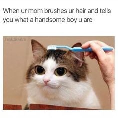 Handsome boi - meme