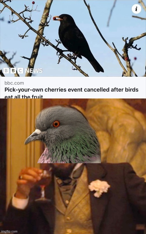 Pick your own cherries event cancelled after birds eat all the fruit - meme