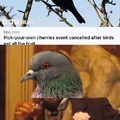 Pick your own cherries event cancelled after birds eat all the fruit