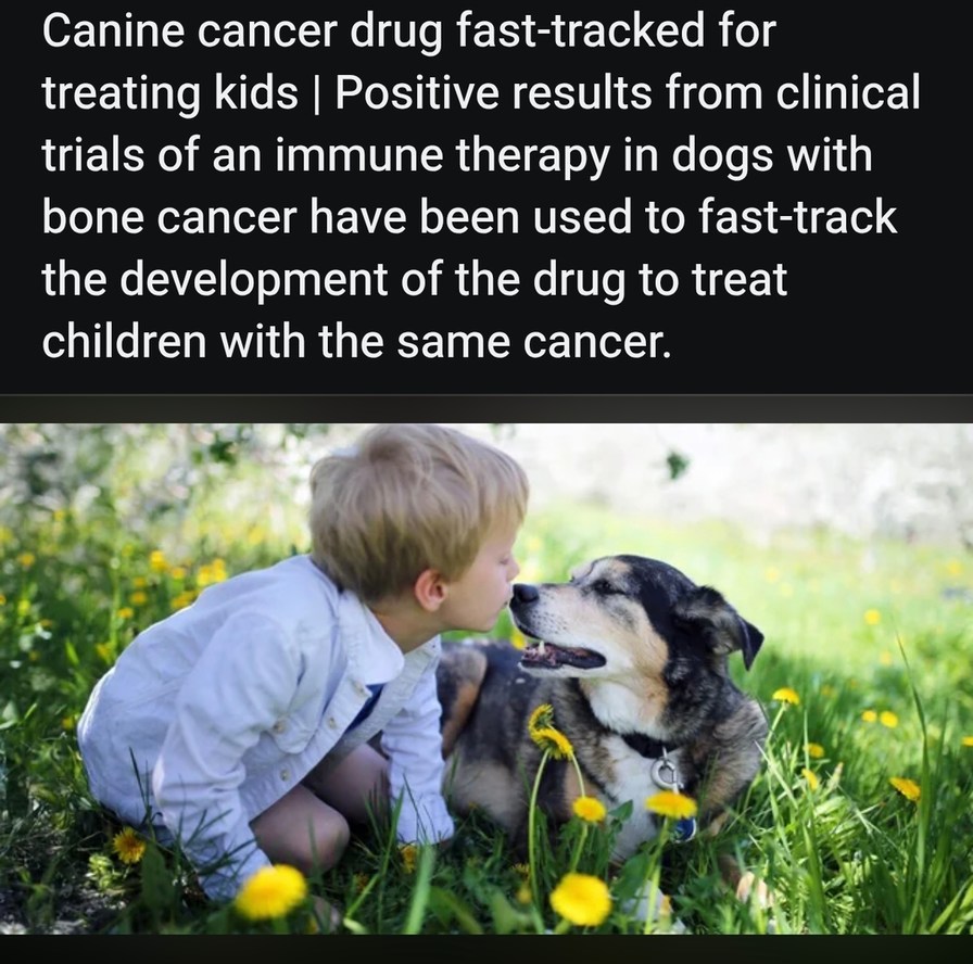 ﻿Canine cancer drug fast-tracked for treating kids Positive results from clinical trials of an immune therapy in dogs with bone cancer have been used to fast-track the development of the drug to treat children with the same cancer: