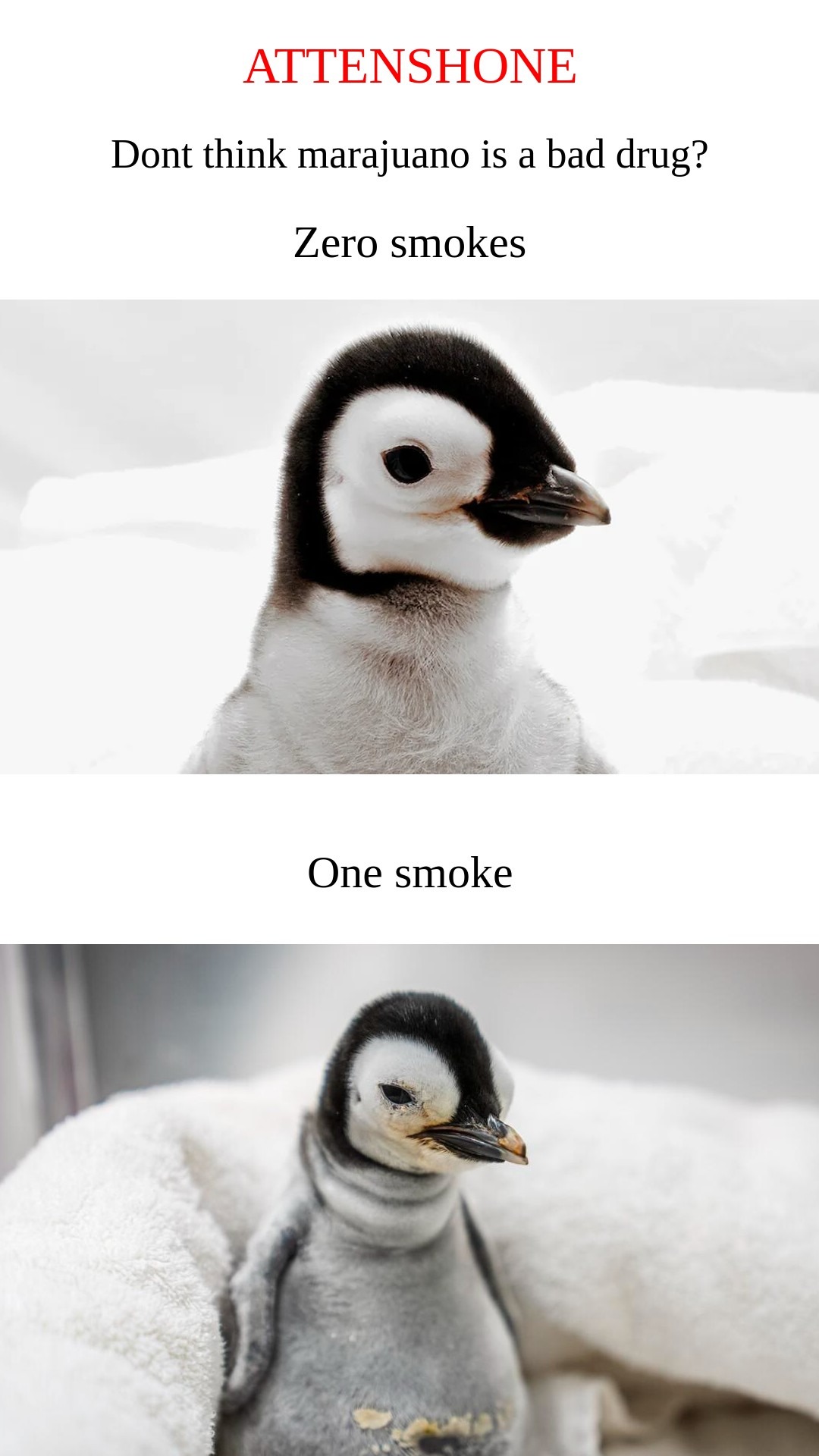 Penguin meme