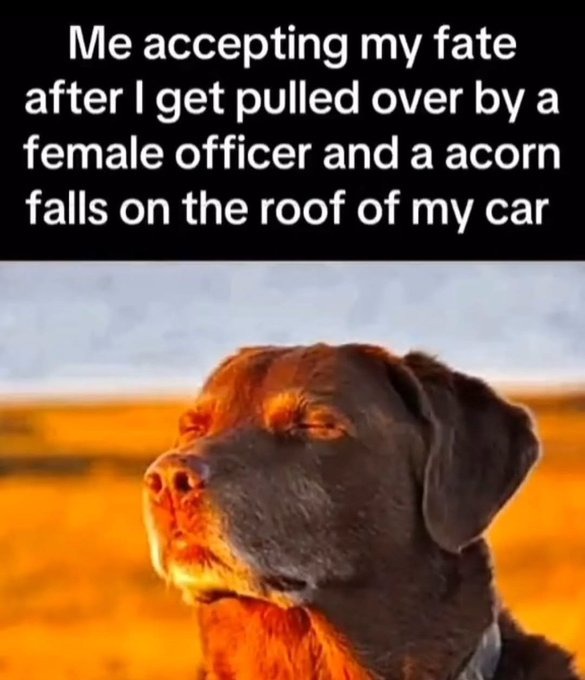 ﻿Me accepting my fate after | pulled over female officer and a acorn falls on the roof of my car get by a