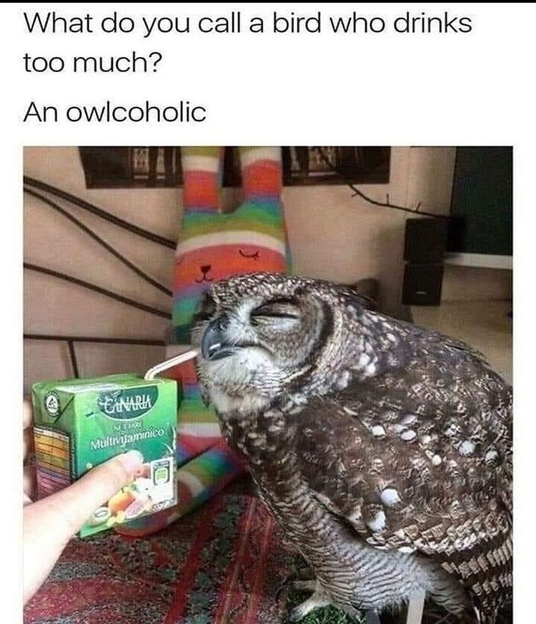 owl sip - meme