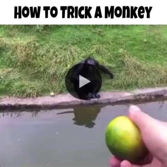 monkeys are preety smart dow - meme