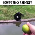 monkeys are preety smart dow