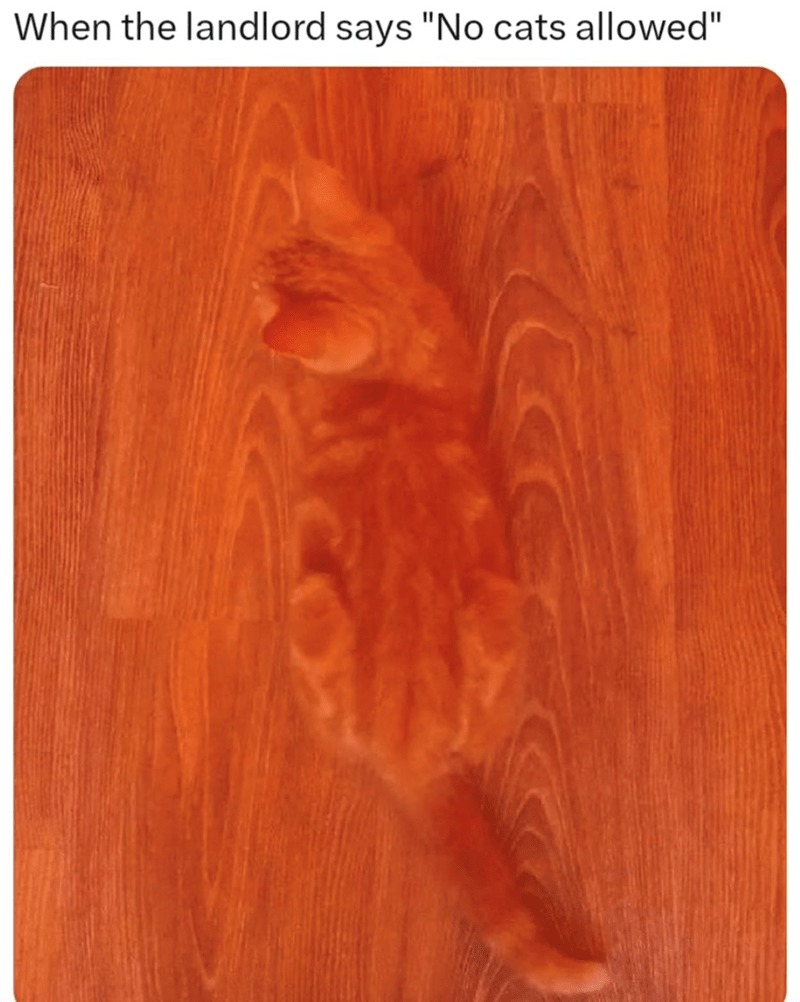 orang - meme