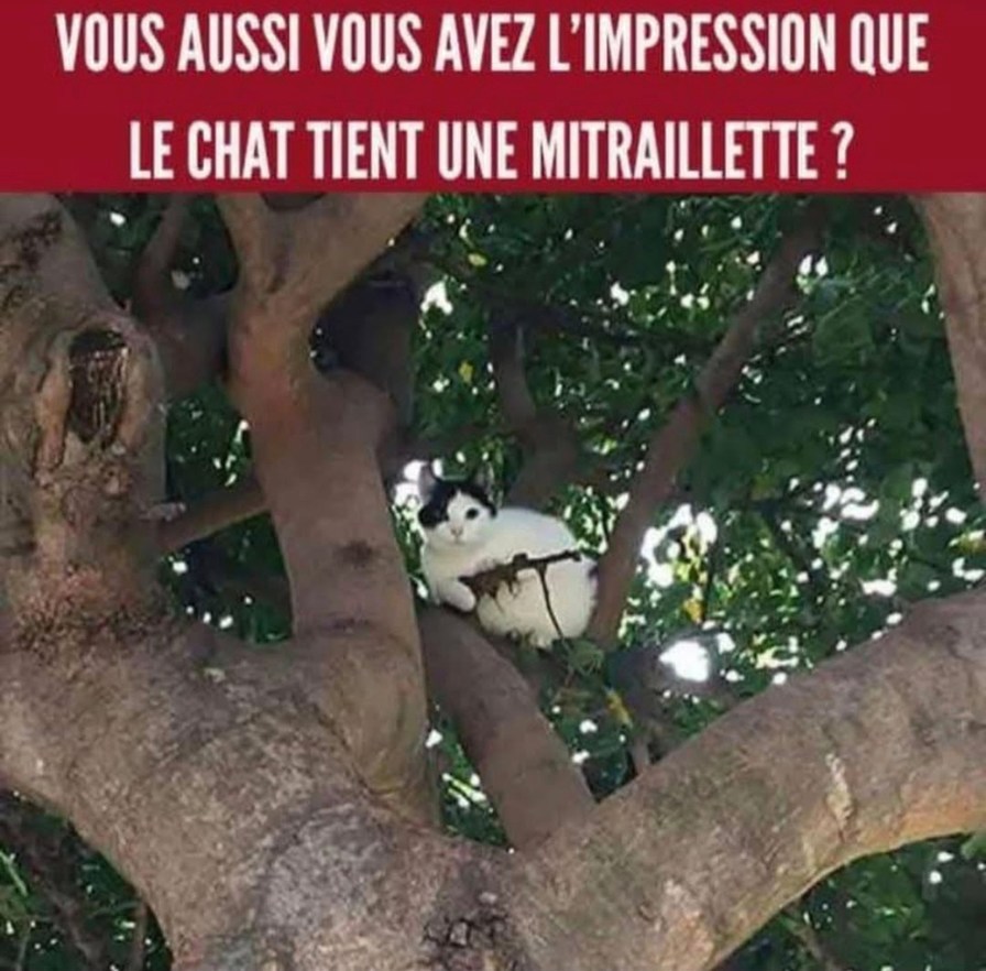 Le chat avec la mitraillette invisible... avouez vous le voyez aussi - meme