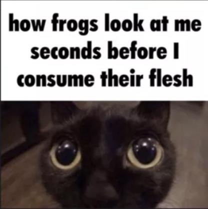 hmmm yummy frog - meme