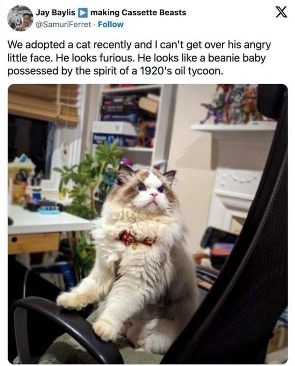Our new cat looks like it ran a railroad in 1920 - meme