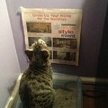 Cat gets something to read