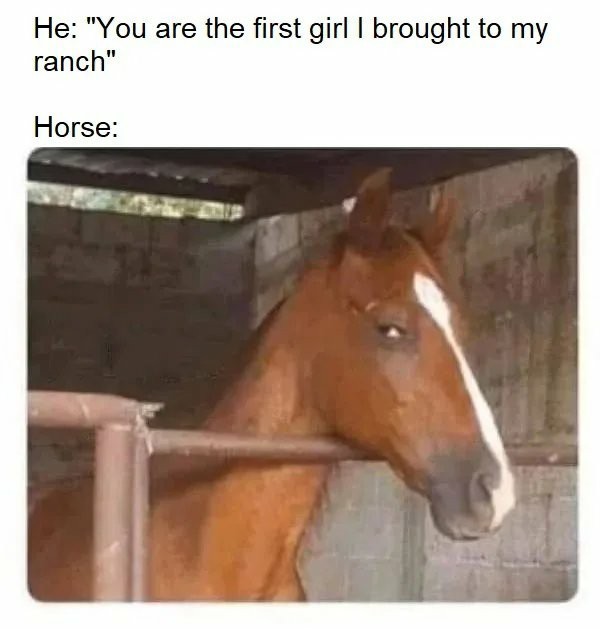 The horse knows all - meme