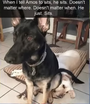 Dog sit - meme