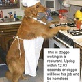 Don't let doggo lose his job!