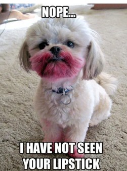 Lipstick dog - meme