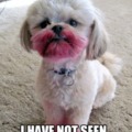 Lipstick dog