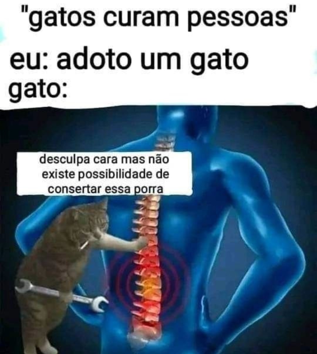 Gato ortopédico foda-se - meme