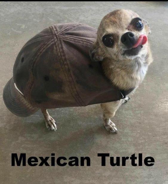This turtle said: ¡Ándale! - meme