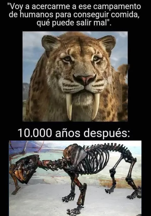 No patricio, no, los gatos no son descendientes de los smilodones, tampoco patricio, los dientes de sable no dejaron ningun tipo de descendencia - meme