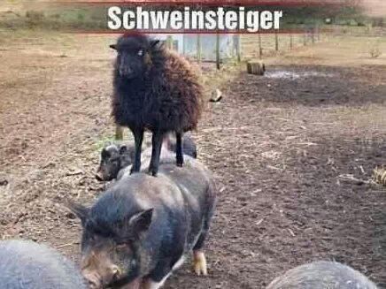 Schweinsteiger - meme