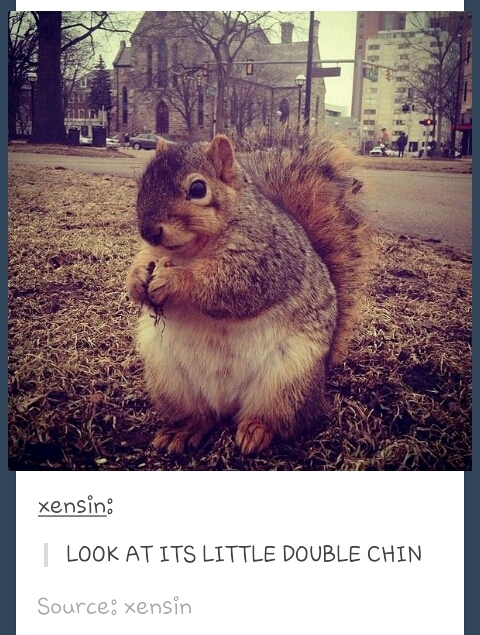 Fat squirrel is fat - meme