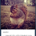 Fat squirrel is fat