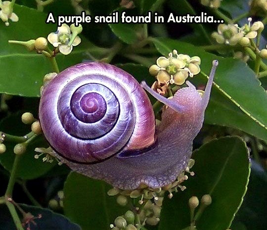 Australia Purple Snail - meme