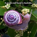 Australia Purple Snail