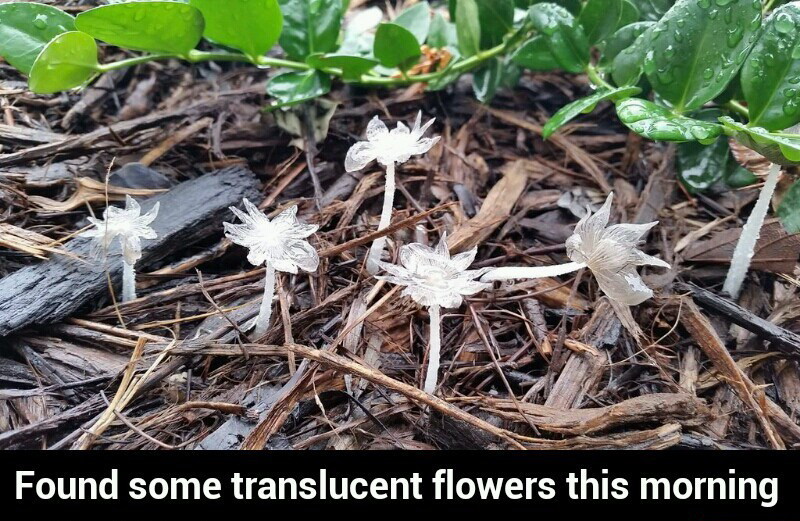 Translucent flowers - meme