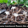 Translucent flowers
