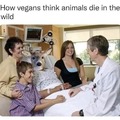 How vegans think animals die in the wild