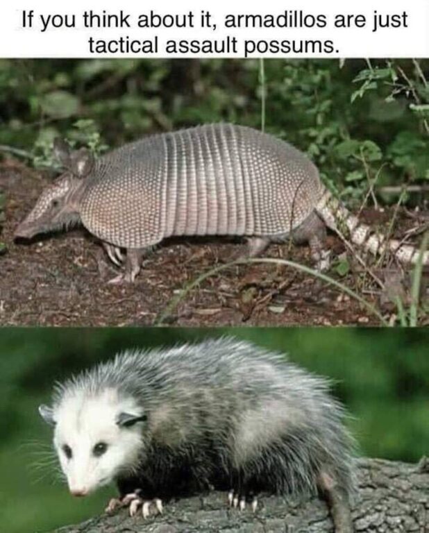 Armadillo - meme