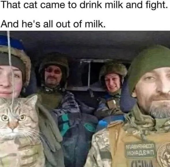 This cat means business - meme