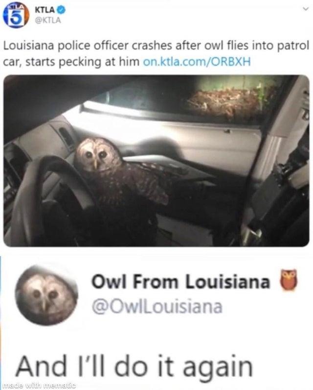 Don't give a hoot - meme