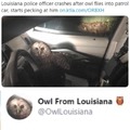 Don't give a hoot