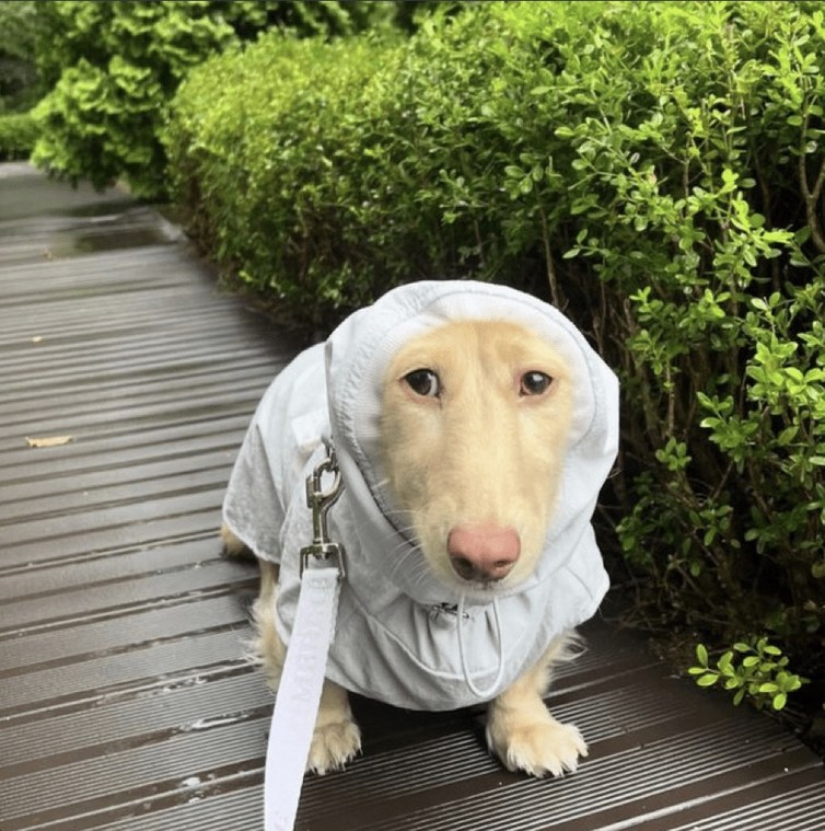 doggo - meme