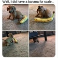 banana for scale stolen