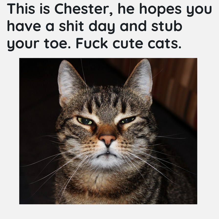 Chester - meme