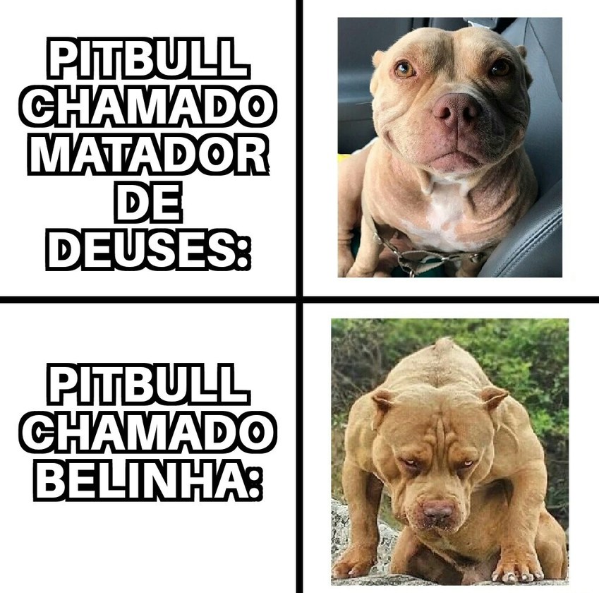 Pitbull - meme