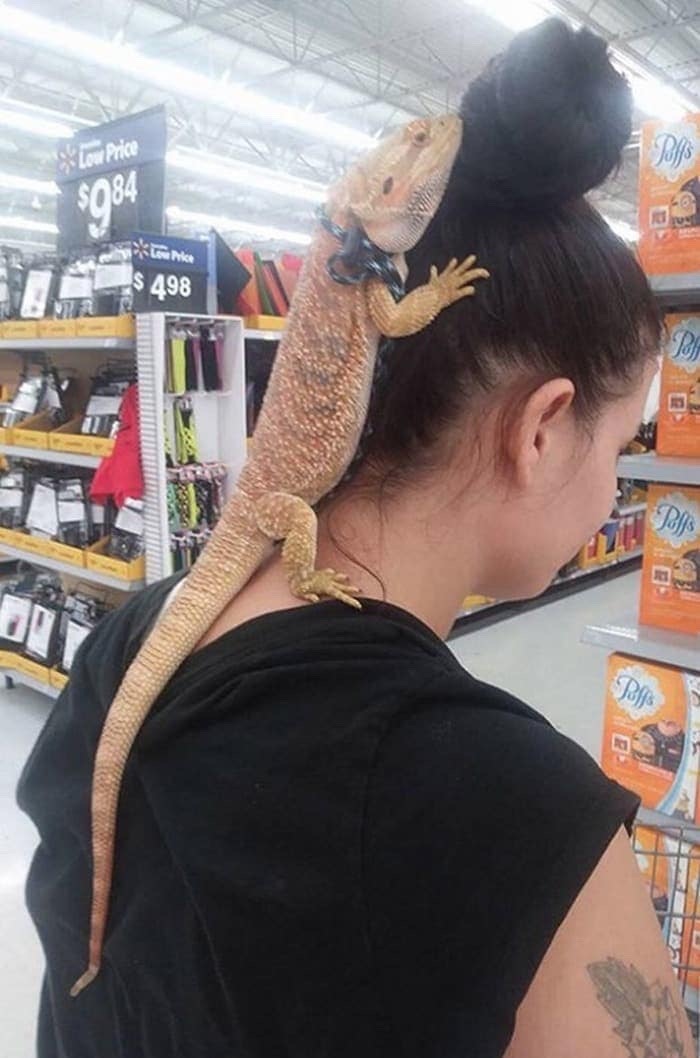 Walmart - Do you think if I disguise my lizard as a hairpiece anyone will notice? - meme